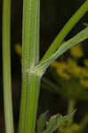 Wild parsnip